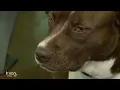 Meet the overlooked pets in Austin shelters