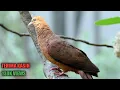 Download Lagu Suara burung uncal 100% ampuh untuk pikat