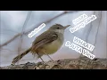 Download Lagu Suara Ciblek Mp3 -  Download Suara Burung Ciblek Gunung Semi Sawah Pikat Anakan Kebun Ngeklik!