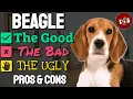 Owning A Beagle The Good The Bad The Ugly Pros And Cons