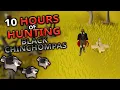Hunting Black Chinchompas For 10 Hours Anti-Pking