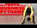 BIGGEST SNAKE The Truth About Burmese Python Maximum Growth
