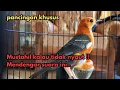 Download Lagu MERANGSANG IKUT BUNYI Anis Merah INI Ampuh Dijadikan Terapi Dan Pancingan Biar Gacor | HW ANIS MERAH