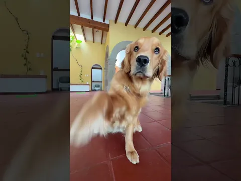 4 pa 4 manada