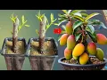 Download Lagu Just need GARLIC after 7 days the roots grow like crazy, simple technique to propagate mango at home