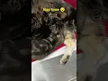 Download Lagu Kitty Pile #kitty #cat #cute