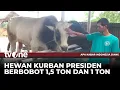 Download Lagu Penampakan Sapi Kurban Milik Presiden Prabowo di Sejumlah Daerah | AKIS tvOne
