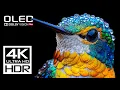 Download Lagu The Coolest Video 4K 120 FPS HDR Dolby Vision - 4K Video ULTRA HD