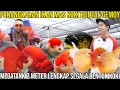 Download Lagu PENANGKARAN IKAN MAS KOKI BUNTAL GEMOY MEGATANK 7 METER LENGKAP SEGALA BENTUK KOKI #AudreyA