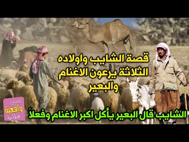 ⁣قصة الشايب واولاده الثلاثة الذي يرعون الاغنام والبعير الذي قال الشايب سوف يأكل اكبر الاغنام وفعلاً ؟