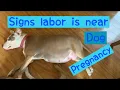 Signs Delivery is Near Dog Pregnancy Signs