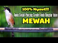 Download Lagu SUARA CENDET GACOR FULL MATERI TEMBAKAN PALING AMPUH BUAT MASTERAN