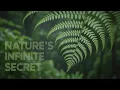 This Fern Holds an Infinite Secret Fractals in Nature Explained Wonder Works
