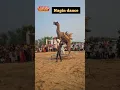 Download Lagu camel nagin dance #nagindance #chunni_m_chunni_m_parfum_lagav_chunni_m #camel #camel