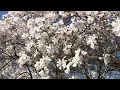 How to handle tree allergies in the spring