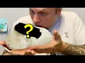 WE HIT ALL 4 GENES CUTTING AN INSANE CLUTCH OF SNAKE EGGS BRIAN BARCZYK