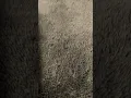 BLANKET ART - I did it again