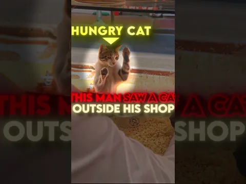 this chef couldn't ignore this hungry cat 🥹😻 #usa