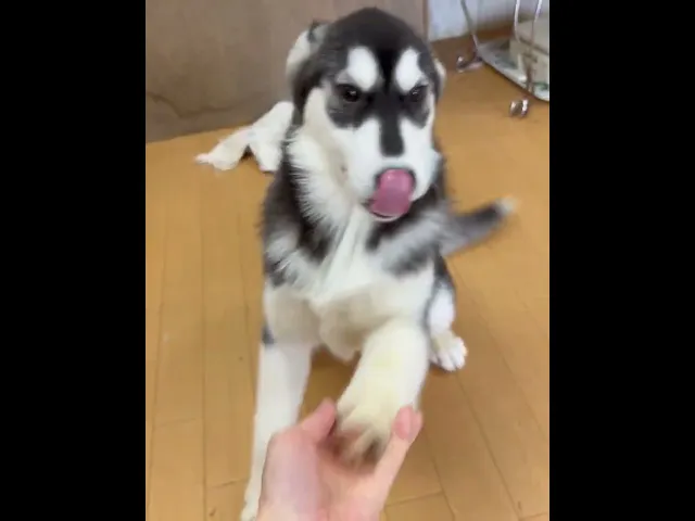 動画