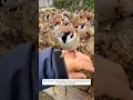 Download Lagu A girl saved a weak sparrow that was being attacked by her dog and then #animalshorts