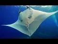 Spotted Eagle Rays Southern Stingrays Reef Manta Rays And Giant Oceanic Manta Rays