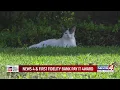 Del City apartment manager cares for cats dumped at complex