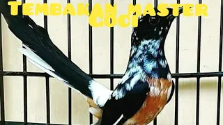 suara masteran goci4x kutilang mandarin