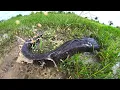 Download Lagu Skills man catch fish and pick eggs in grass in mud water after rain near road catch a lot of fish