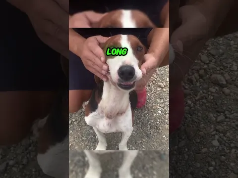 Dog Escaped From The Chain And Come To Us #dog #escape #chain #rescue