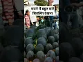 Download Lagu सपने में बहुत सारे शिवलिंग देखना, sapne mein bahut sare shivling dekhna #tiwarijyoti