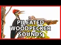 Lagu Pileated Woodpecker Calls and Sounds
