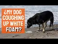 WHY is my DOG coughing up WHITE FOAM