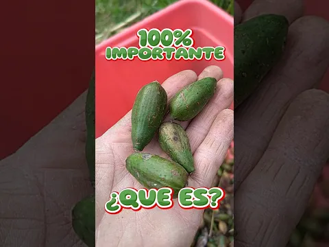 ESTA SEMILLA ES 100% IMPORTENTE, SEMILA DE...