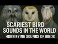 Lagu SUARA BURUNG PALING MENAKUTKAN DI DUNIA | Suara Burung yang Mengerikan | #viralvideo #scarybirdsound