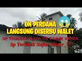Download Lagu 🔴Viral‼️ On Perdana Dimusim Cuek Langsung Diserbu Walet ‼️ Sp Tombak Raja Vs Tarik Senja Bergoyang