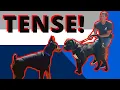 Massive un-neutered Boerboel with incredible owner meets Prince and others