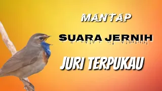 masteran burung lomba full materi super bikin juri terpukau