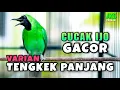 Download Lagu CUCAK IJO GACOR ISIAN TENGKEK UDANG COCOK BUAT PANCINGAN MENAIKKAN EMOSI IJO LAIN AGAR CEPAT JAMTROK