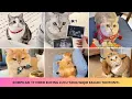 Kompilasi 17 Video Kucing Lucu Yang Wajib Kalian Tonton!!! 