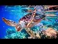 Download Lagu Relaxing Music to Relieve Stress, Anxiety and Depression • Mind, Body 🐬 Soothing music for nerves