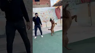 كلب بيمشي بضهره 