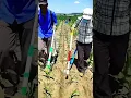 Download Lagu Amazing Way China Grows Corn 🌽🇨🇳