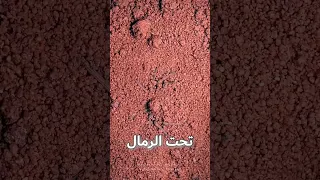 عنكبوت الرمال يصطاد فريسته بطريقة ذكية جدا 