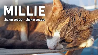 Goodbye Millie. Sailing cat and best friend.