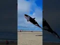 Download Lagu The Orca #shorts #2022 #travel
