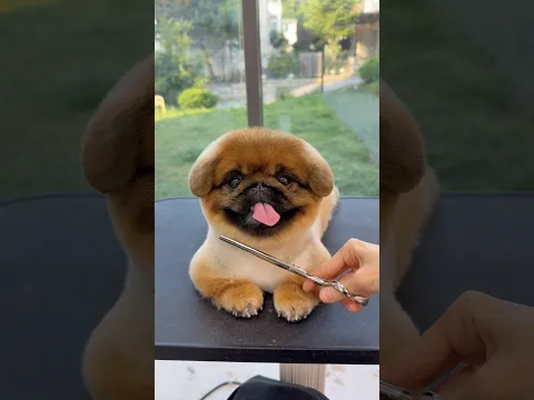 강아지 미용 하다가 빵 나옴🍞