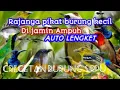 Download Lagu suara pikat burung paling ampuh || crecetan sirpu dan burcil