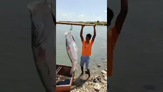 بحجم مدهش صياد سوداني يظفر بسمكة عجل عملاقة في منطقة مروي السودان 