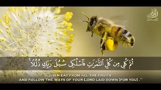 وأوحى ربك إلى النحل سبحان من خلق فأبدع تلاوة خاشعة من سورة النحل 