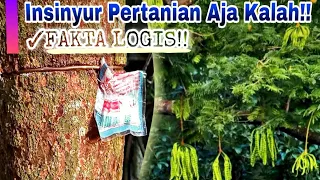 Download ✓FAKTA LOGIS!! Cara Melebatkan Serta Mencegah Kerontokan Bunga \u0026 Buah Pada Pohon Pete Dan Sejenisnya MP3